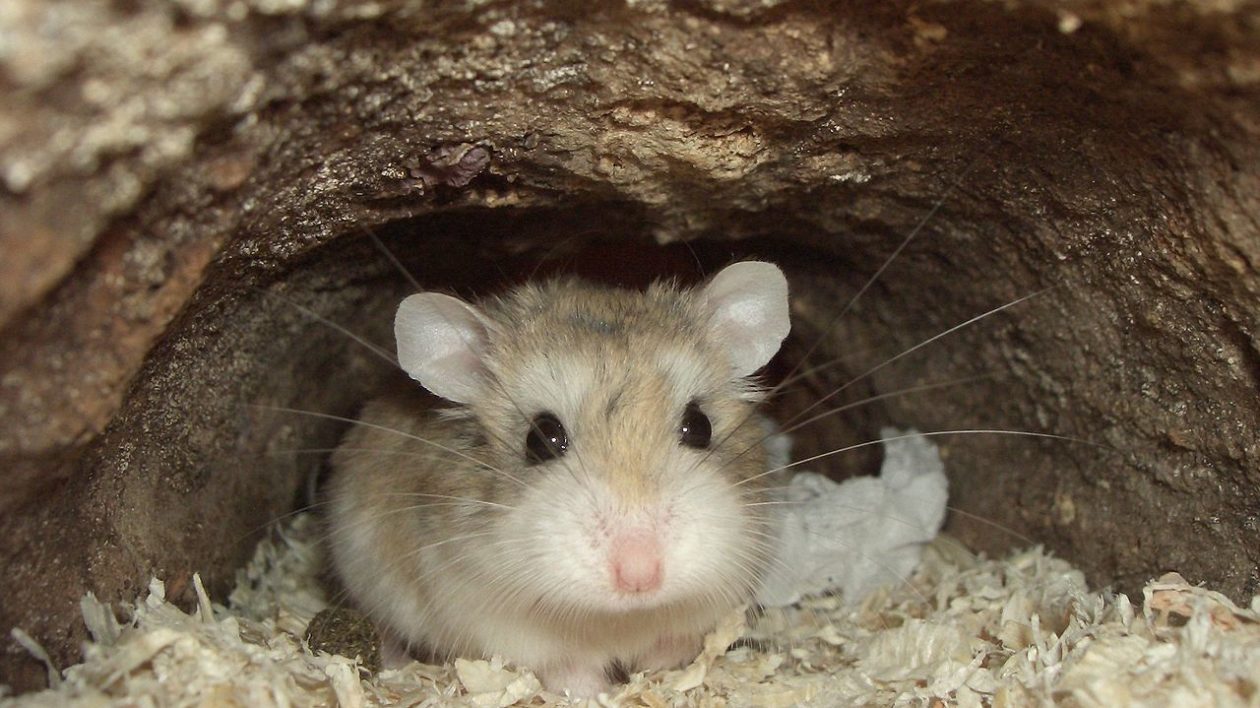 small brown hamster in tunnel