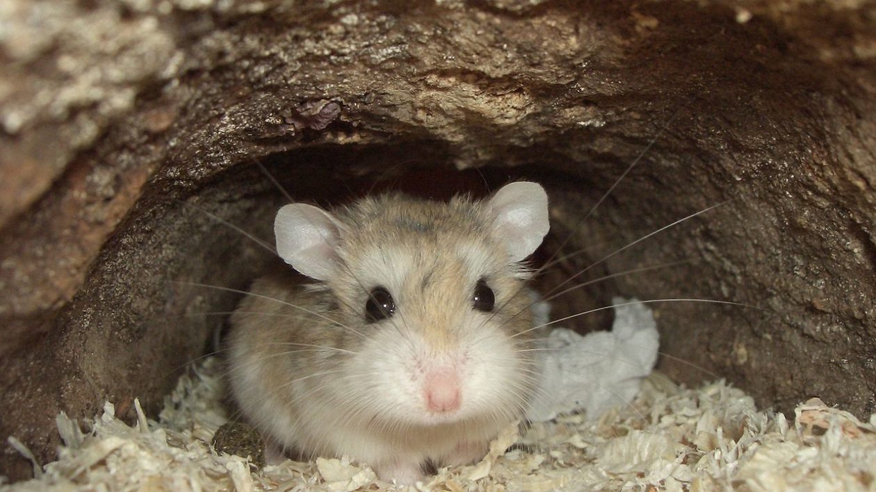 Wild Syrian Hamster, Overview, Characteristics & Habitat