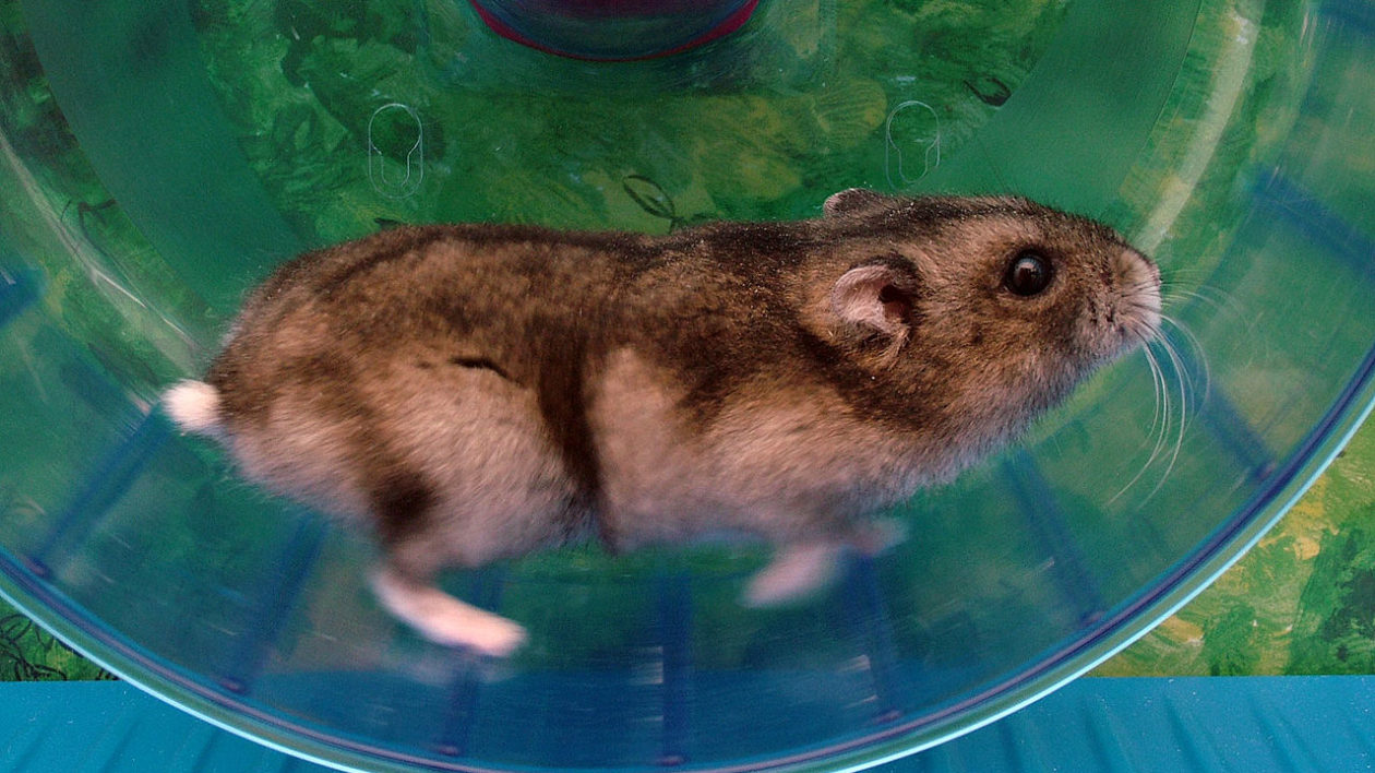 Wild Hamsters: Facts, Threats, & Conservation