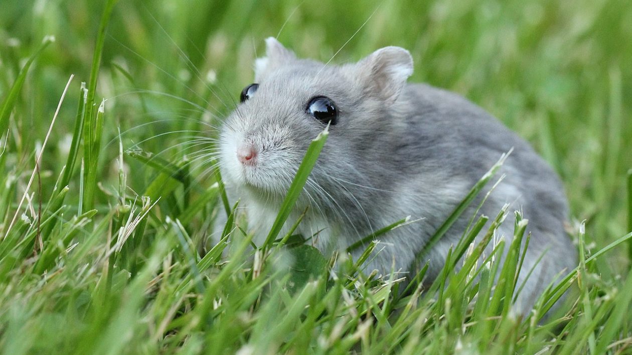 grey hamster