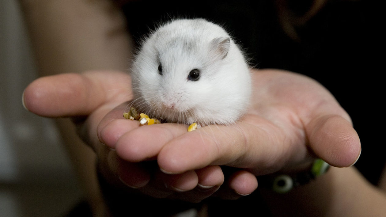 white hamster on hands