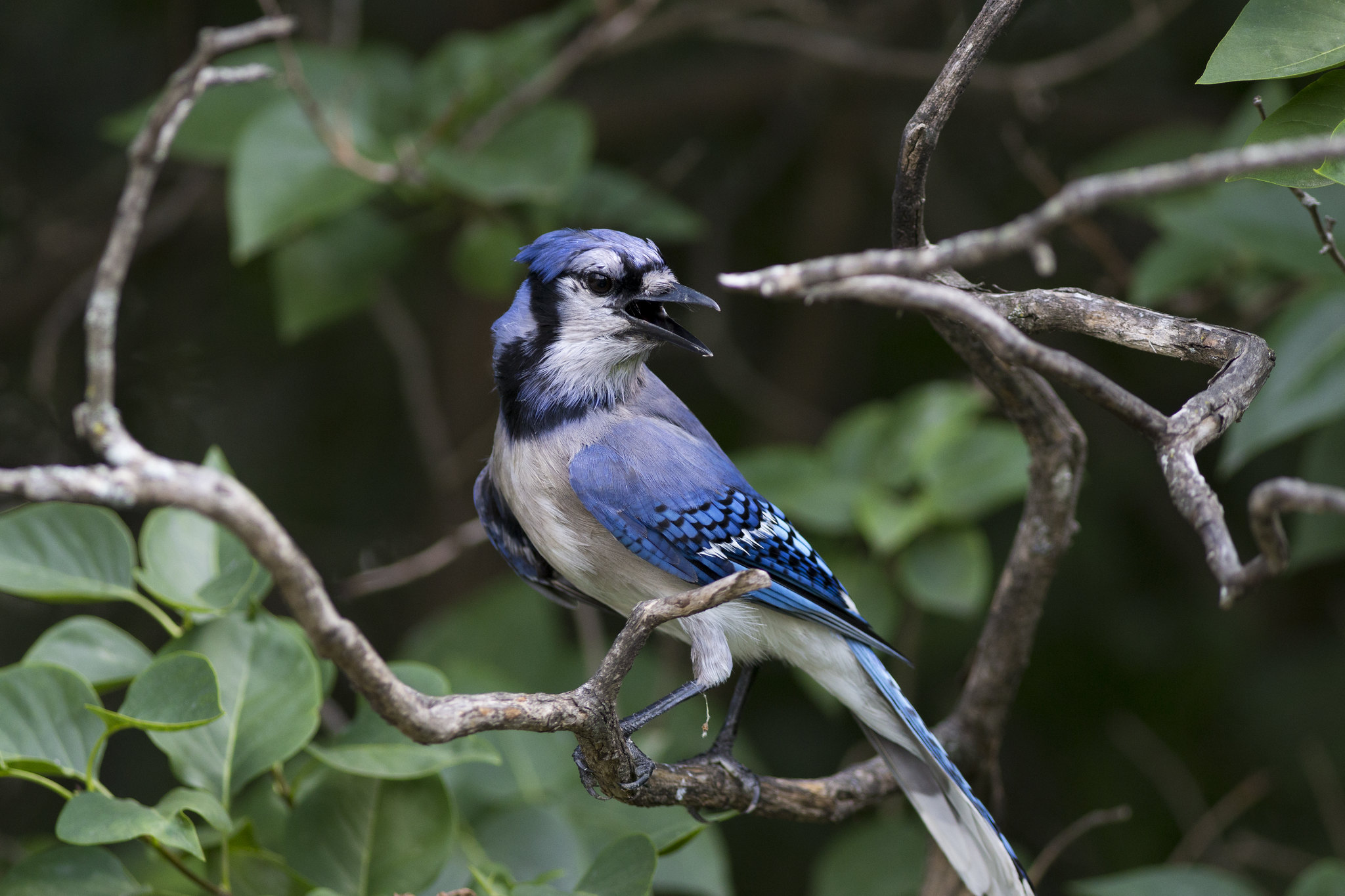Surviving Winter: The Fascinating Ways of Blue Jays