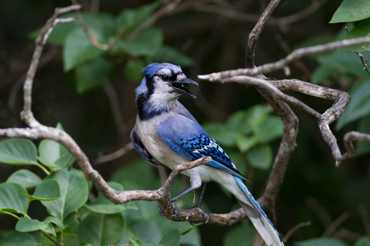 blue bird in tree