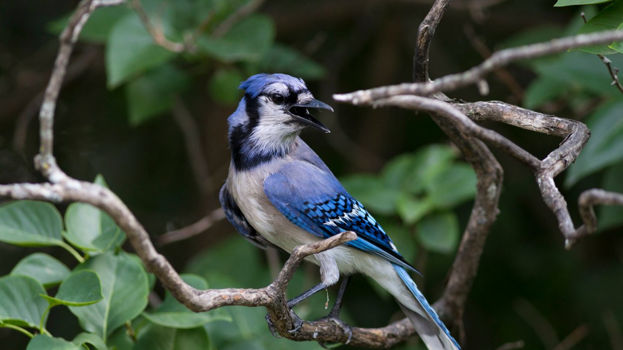 blue bird in tree