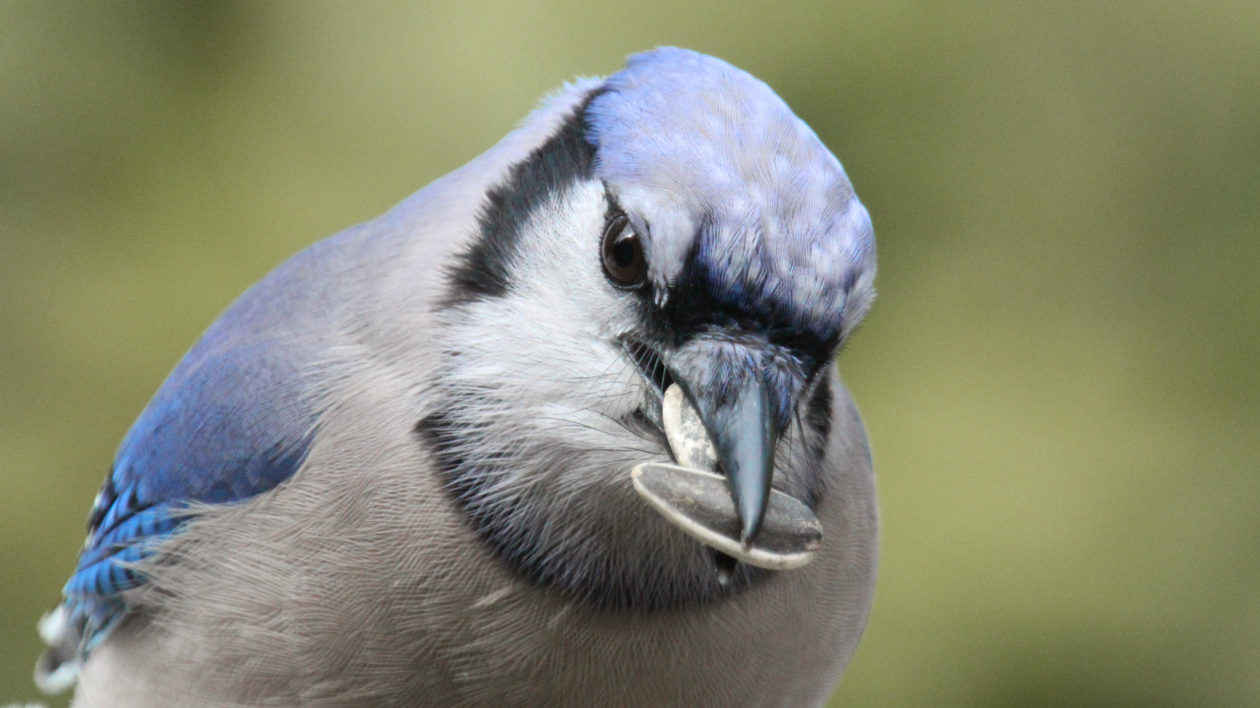 Blue Jays Stuff Their Crops and Hoard Peanuts Like Flying Chipmunks 