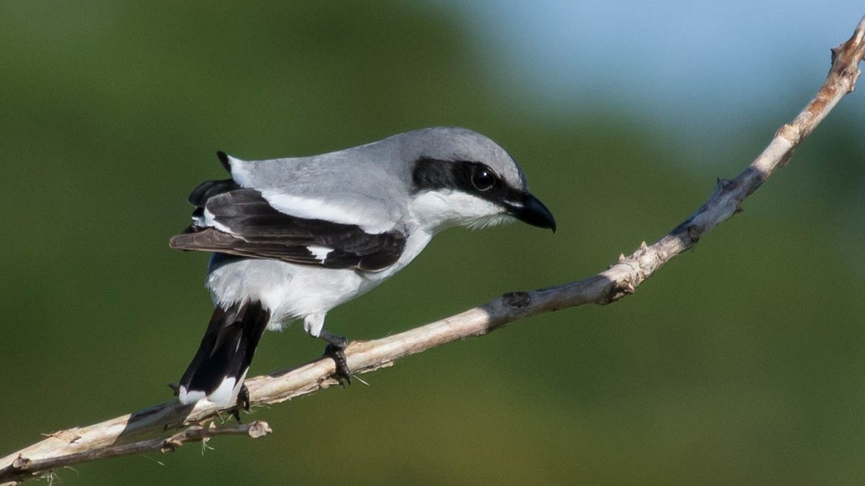 black and white bird on branch