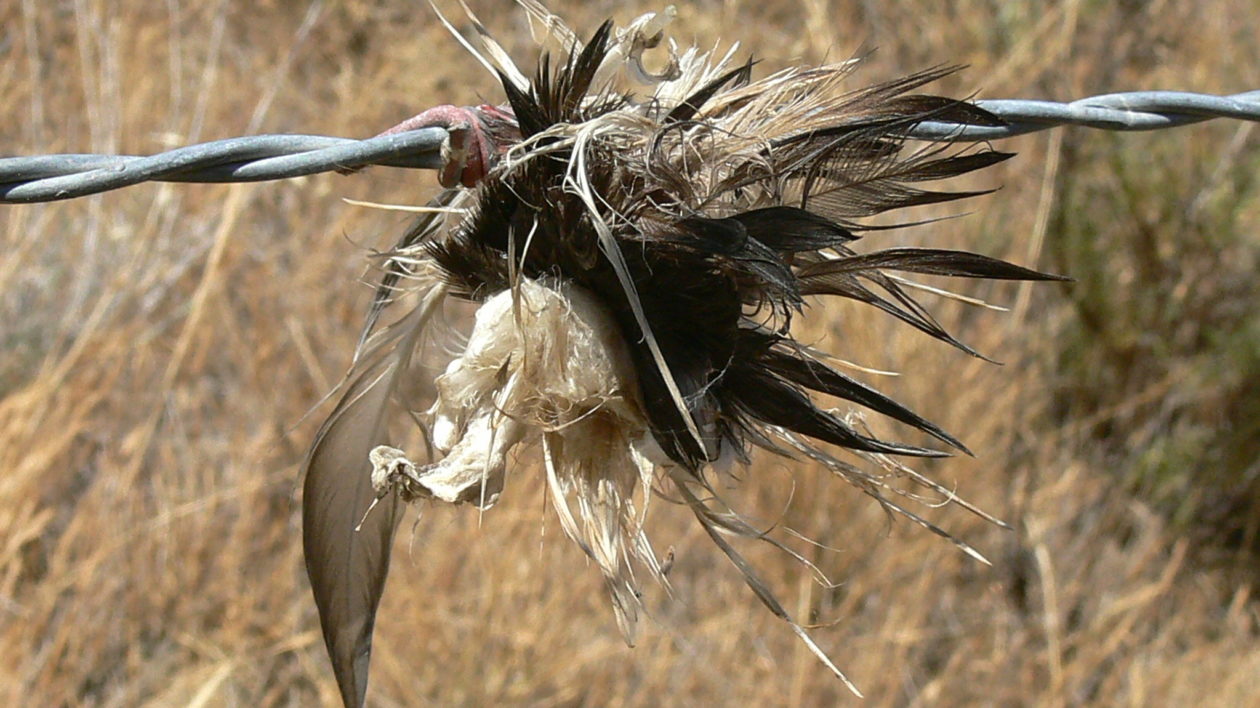 dead bird on wire