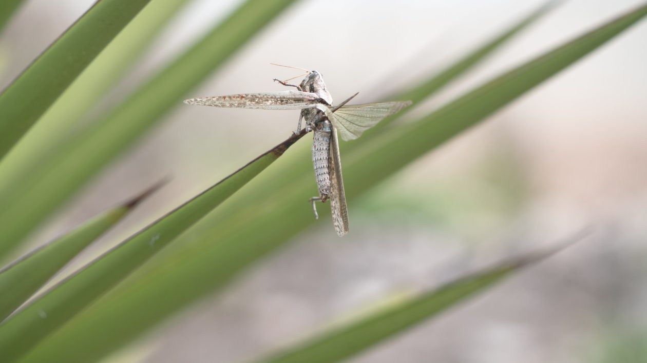 insect on spikey leaf