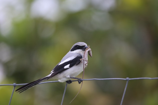 Shrikes: Meet the Bird That Impales Prey on Spikes