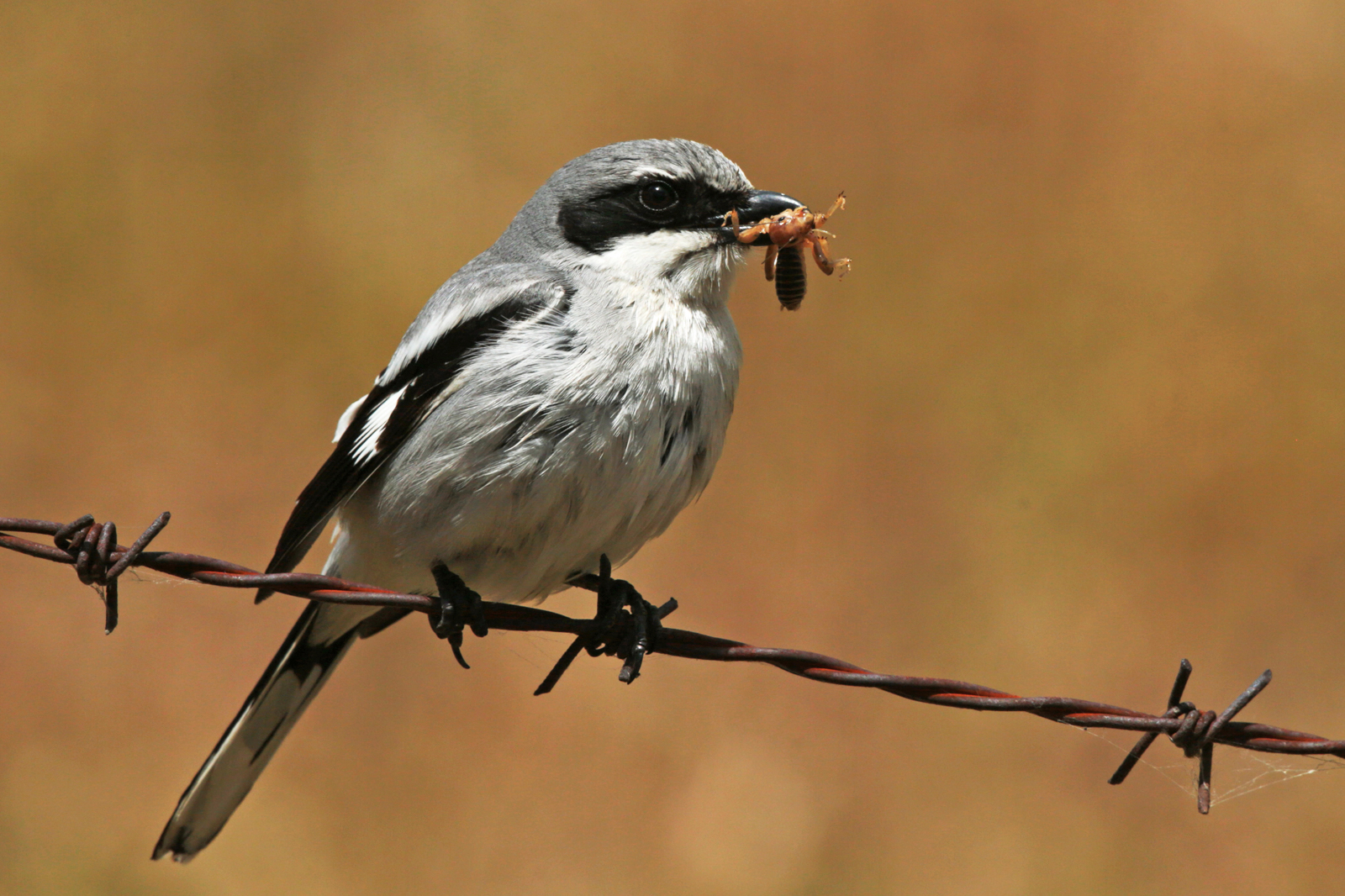 loggerhead shrike bird kill other birds