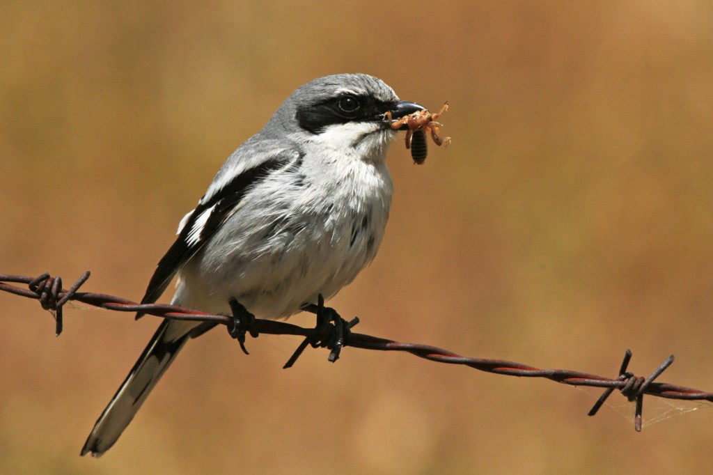 bird with insect in beak