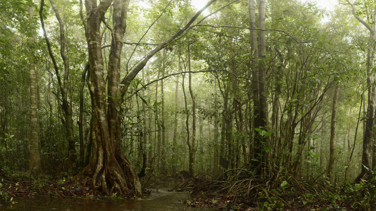 forest and mist