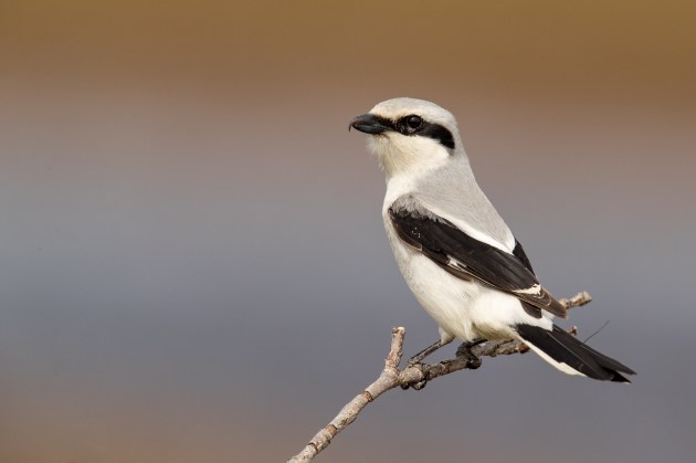 shrike on branch