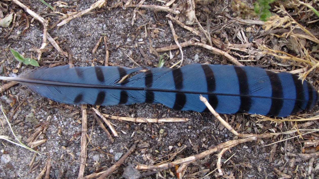 blue feather on the ground