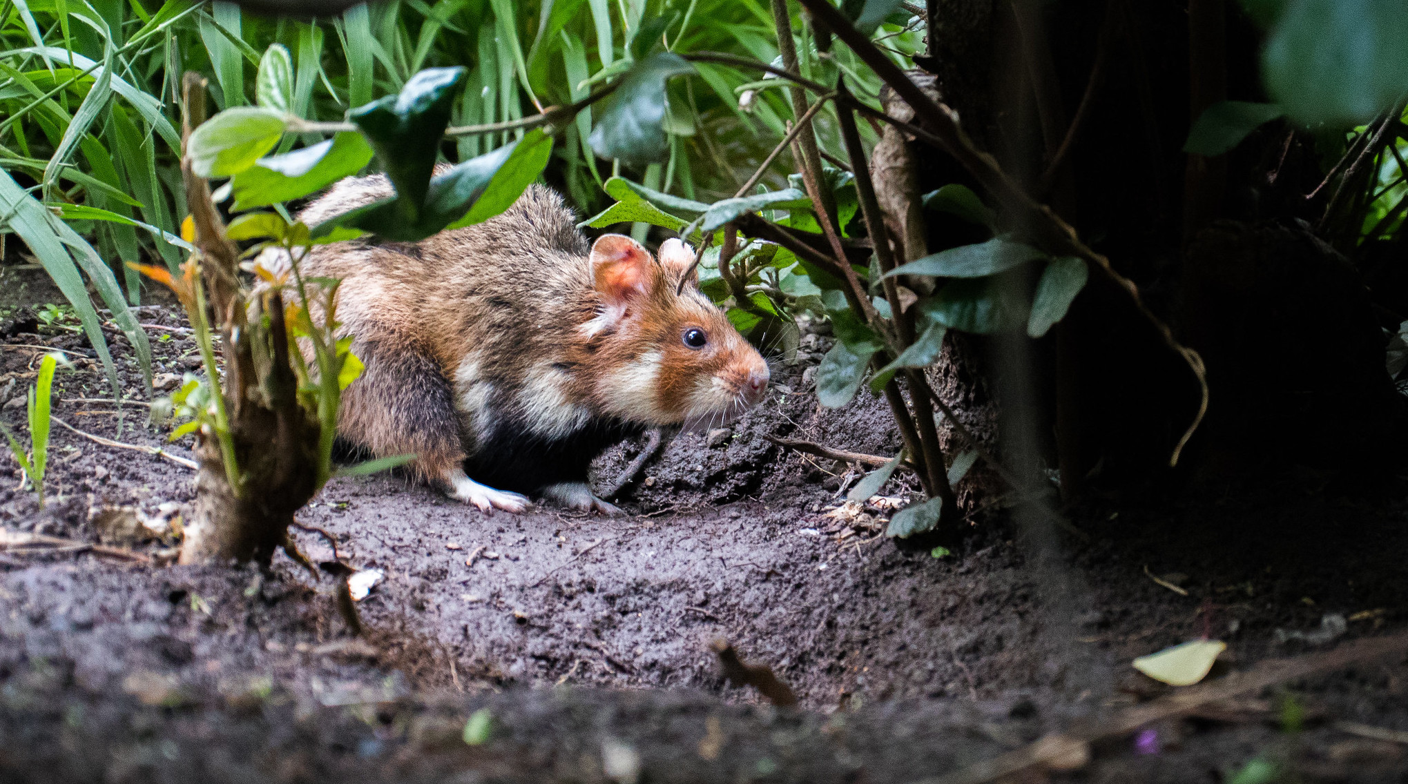 What is 2025 a hamsters habitat