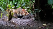 Wild Hamsters And Their Habitat Where Do Hamsters Come From Peacecommission kdsg gov ng