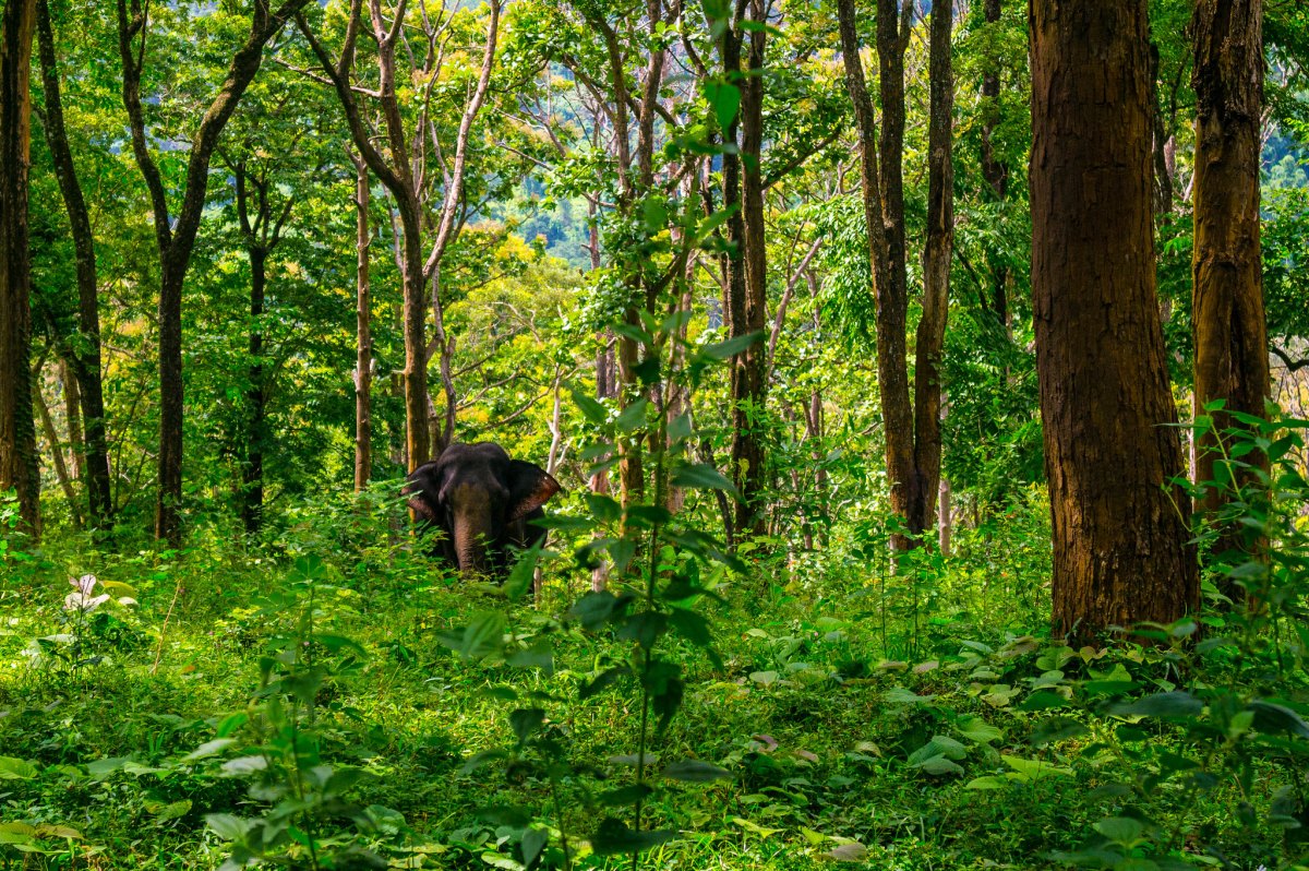 elephant in the forest