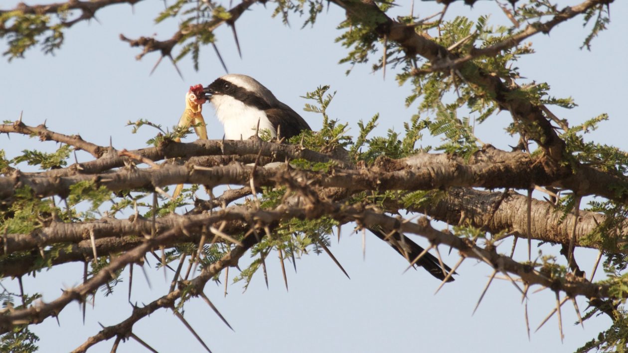 Shrikes: Meet the Bird That Impales Prey on Spikes