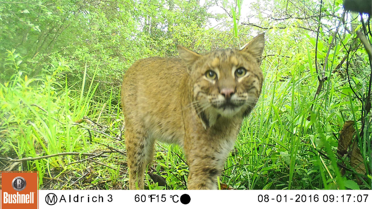 Is There a Bobcat in Your Backyard?
