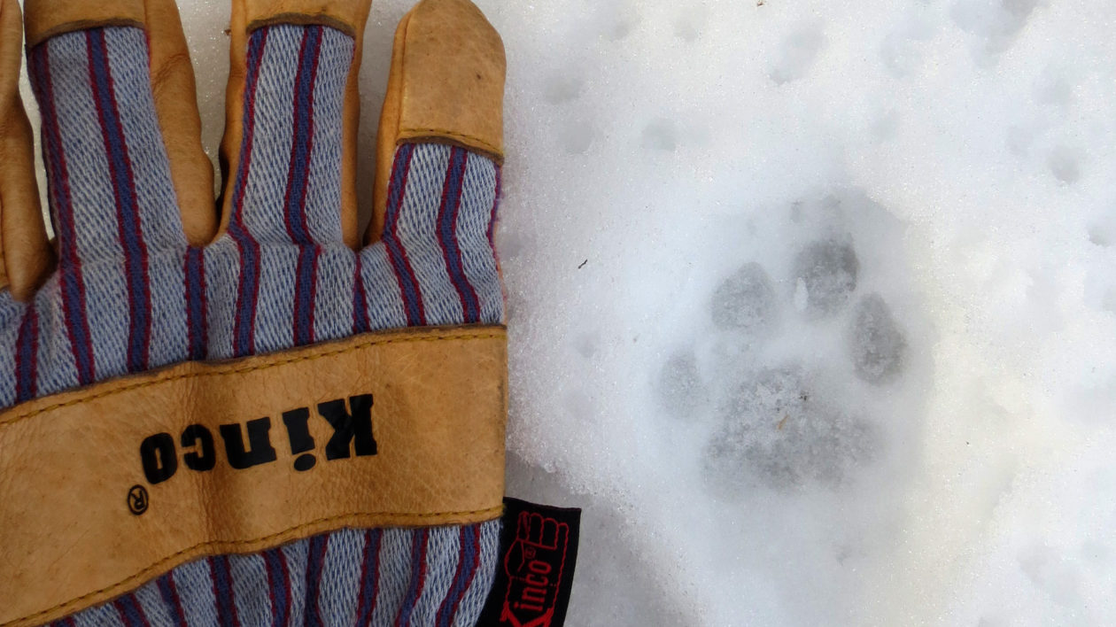 Bobcat Tracks 1 17 2016EA1 Is There a Bobcat in Your Backyard?