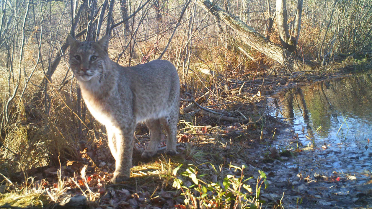 bobcat in woods