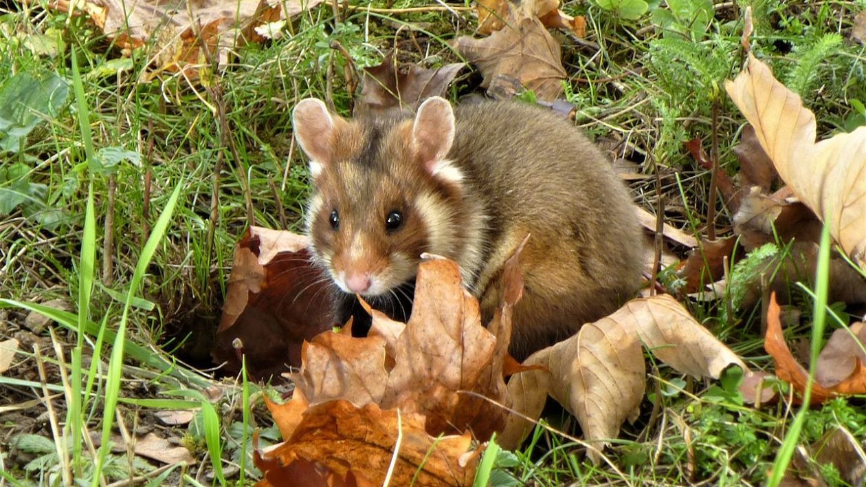 wild hamster in leaves and grass