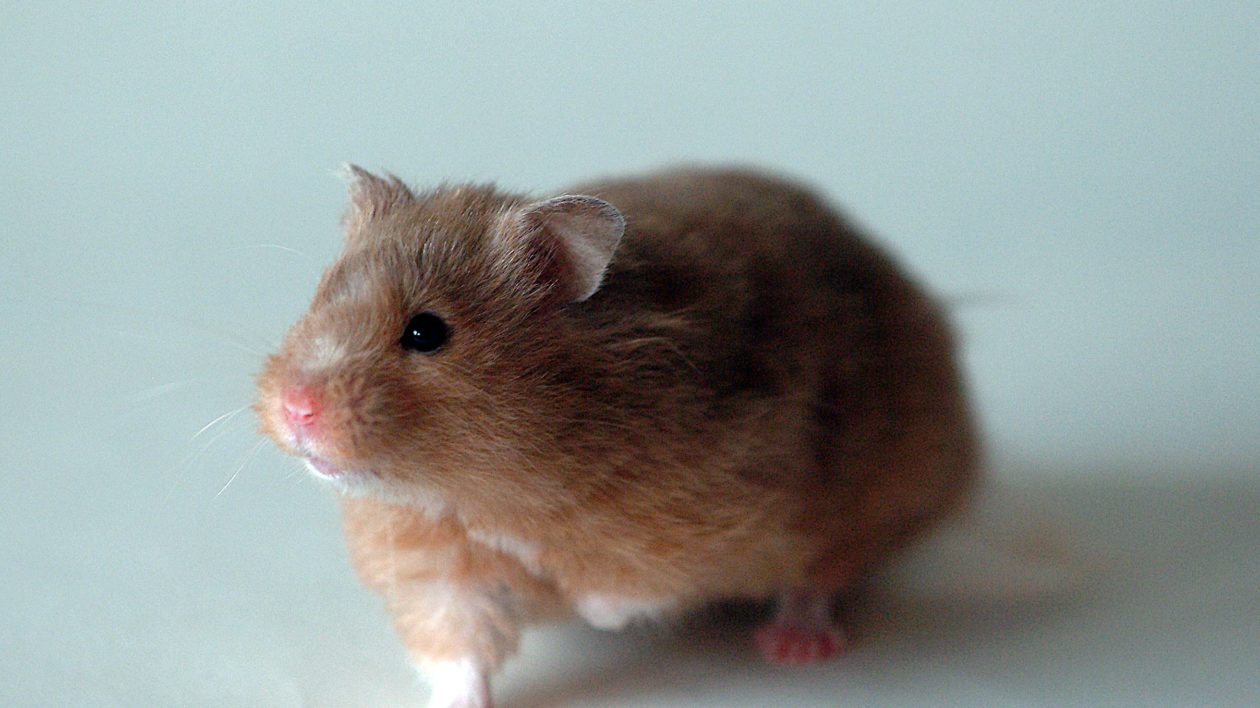 Will Pet Hamsters Released Into The Wild Survive?