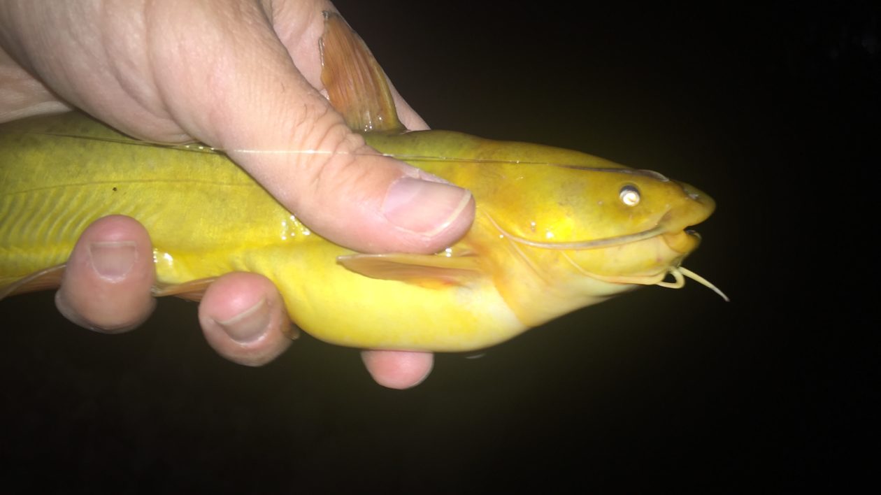 yellow fish