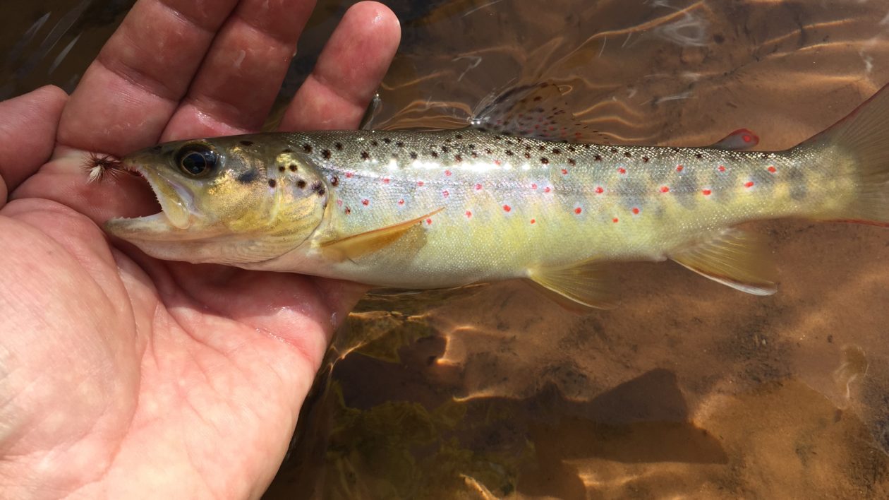 fish in someone's hand