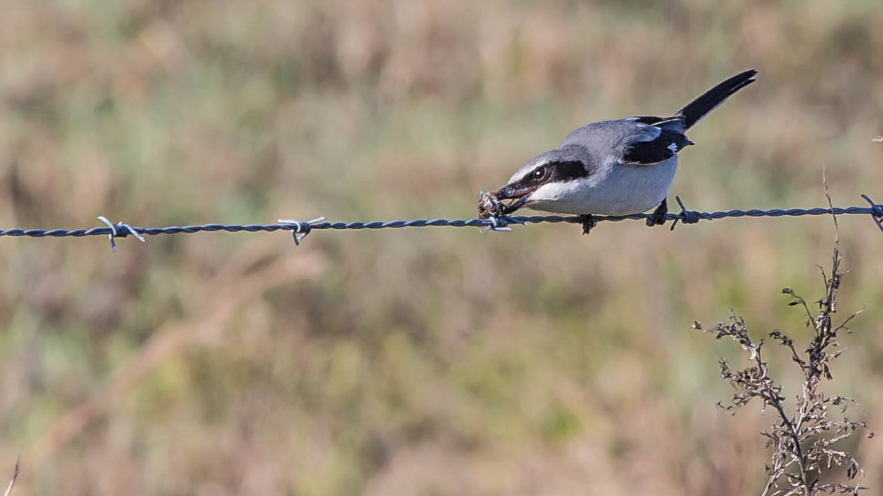 loggerhead shrike prey