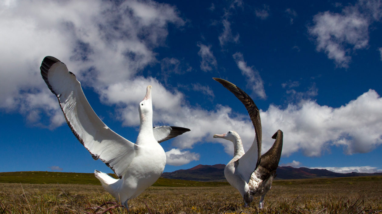 albatross with wings up