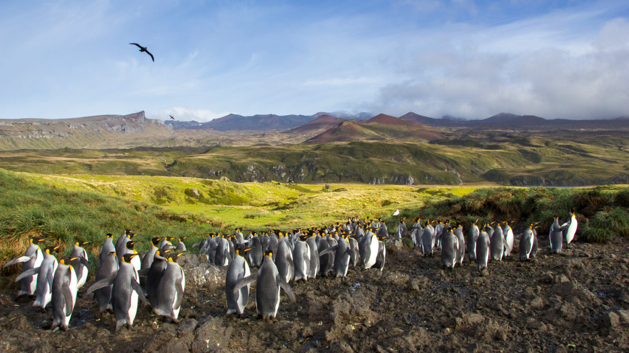 penguins in a row