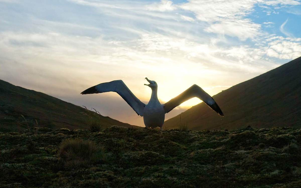 albatross with winds outspread