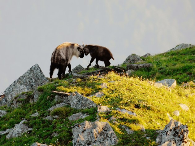 two ungulates fighting