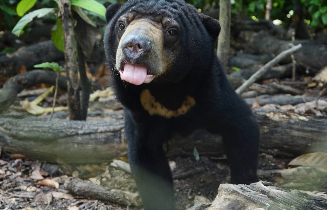 Sun Bear: World’s Smallest Bear Has Surprisingly Human Traits - Cool ...