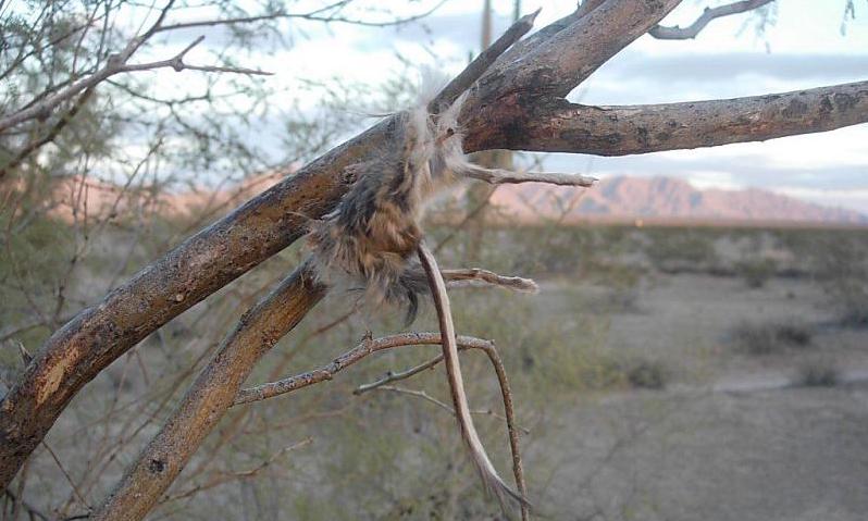 Shrikes: Meet the Bird That Impales Prey on Spikes