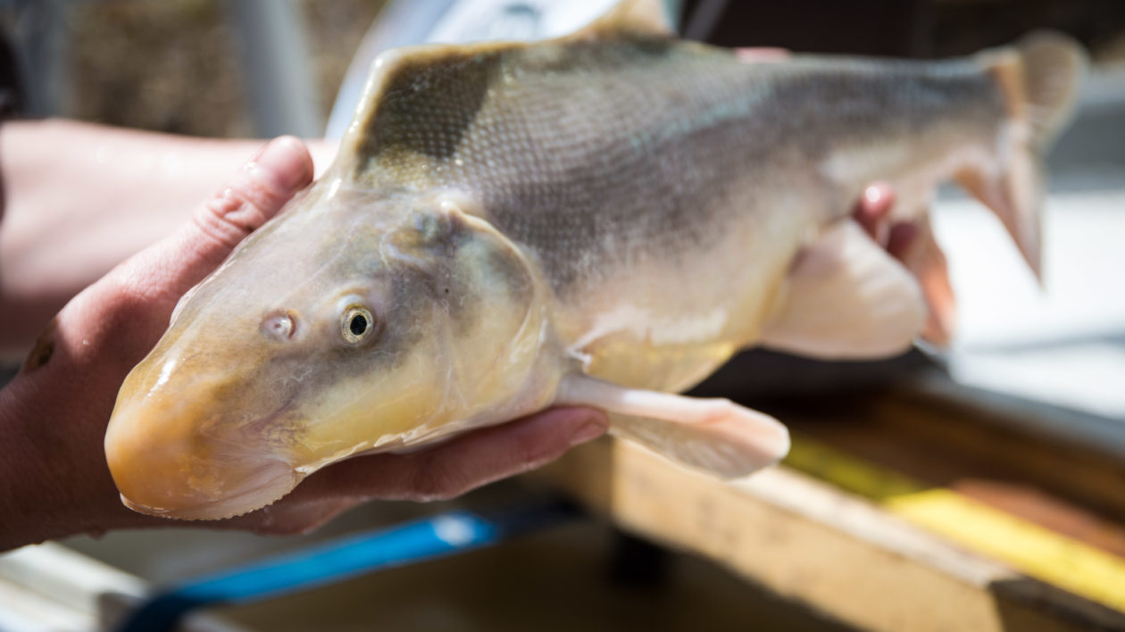 Study calls for end to 'rough fish' pejorative and the paradigm that  created it