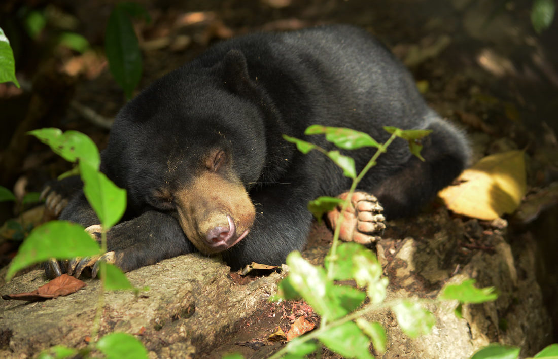 sleeping baby sunbear