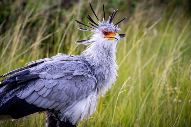 grey bird with colorful face