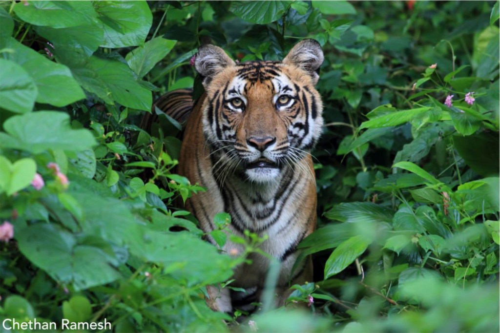 tiger peering out from the leaves