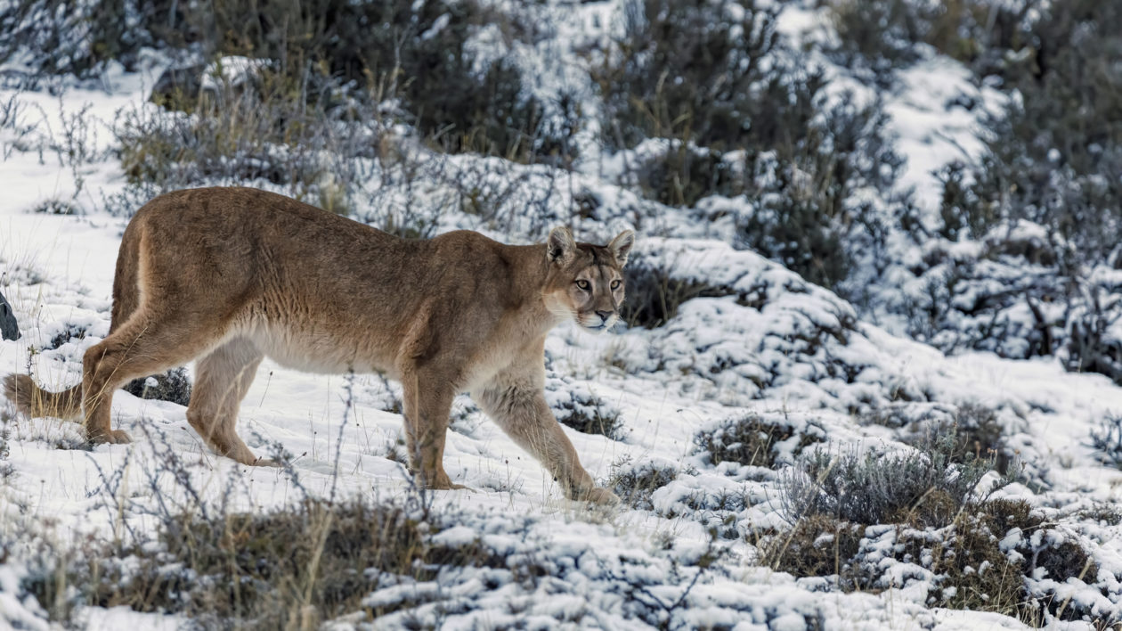 big mountain lion in snow