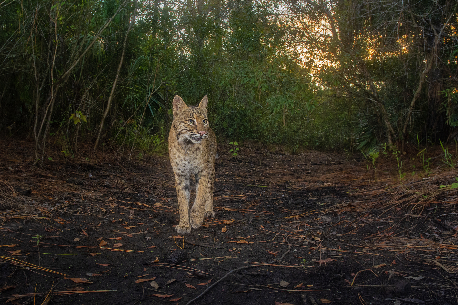 Is There a Bobcat in Your Backyard?