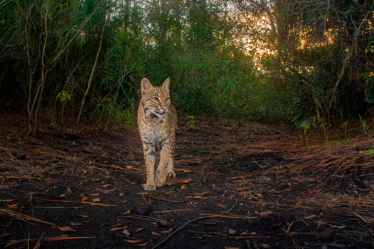 cat in the forest