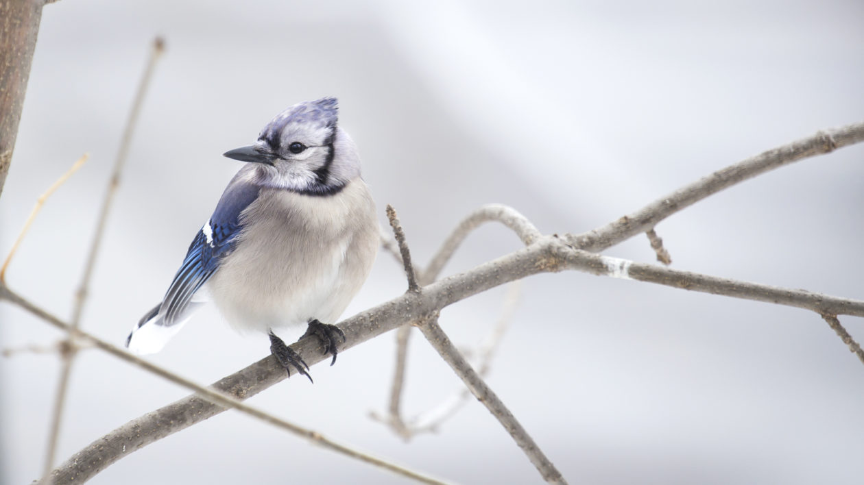 Beautiful Blue Jay birds in backyard with greenery, seed, other blue jays,  water bath Stock Photo