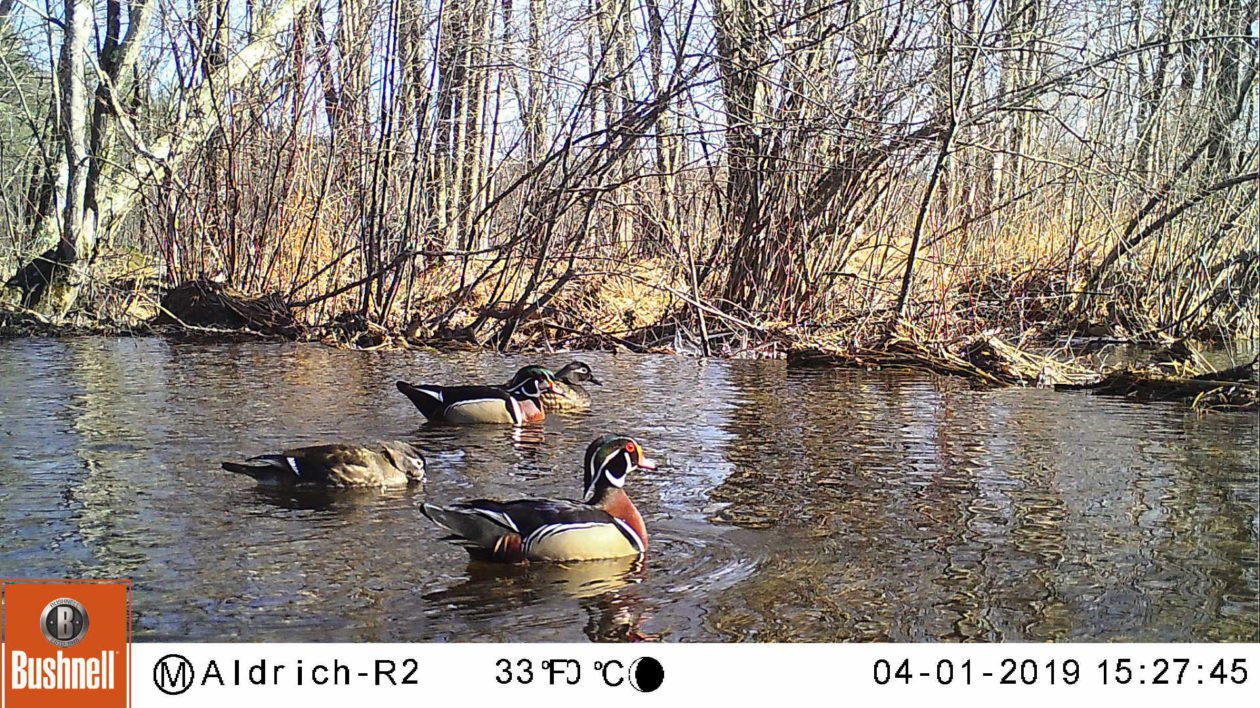 ducks on pond