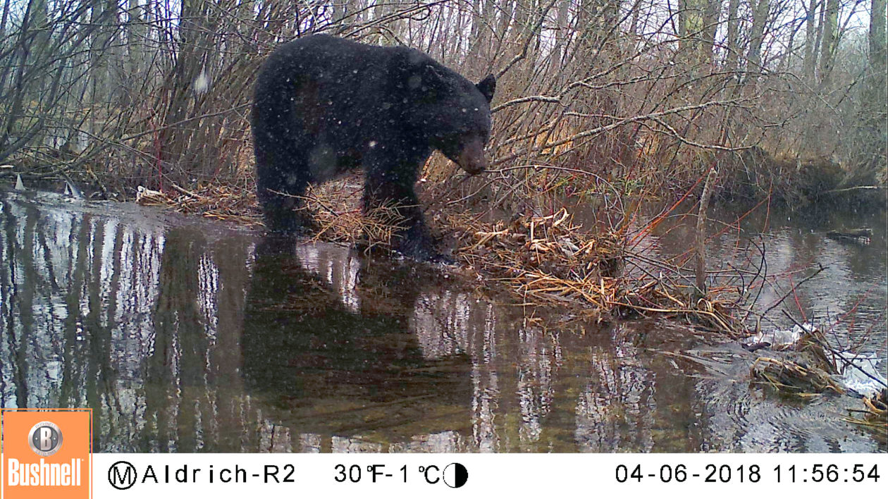 black bear crossing stream