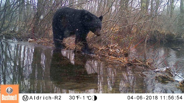 oso negro cruzando arroyo