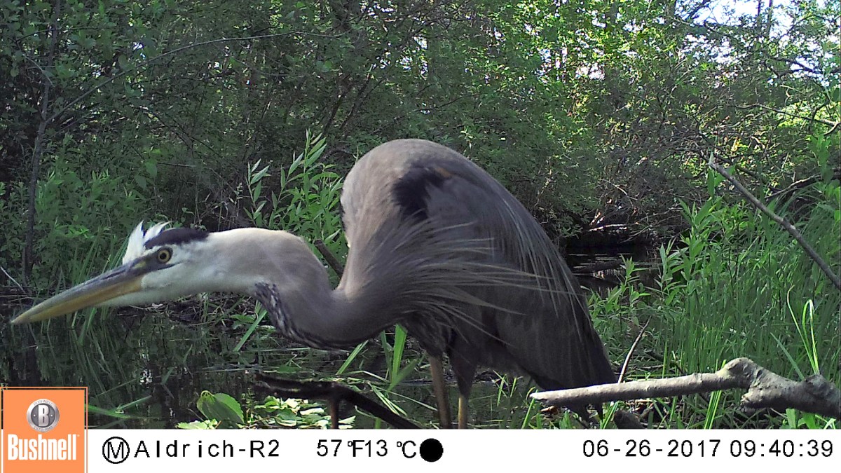 great blue heron