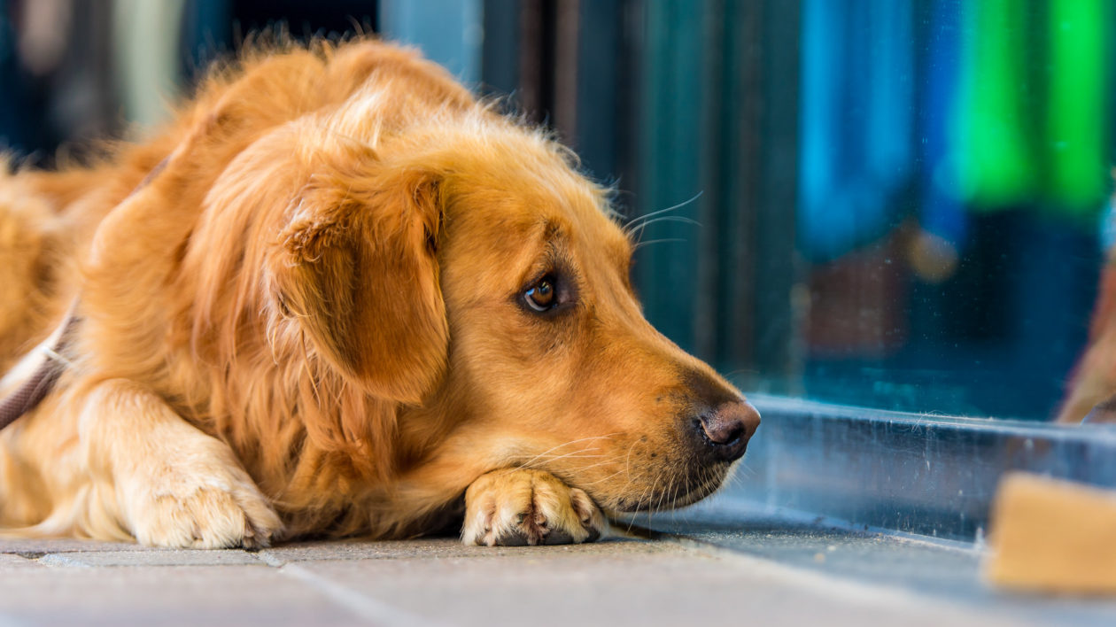 golden retriever