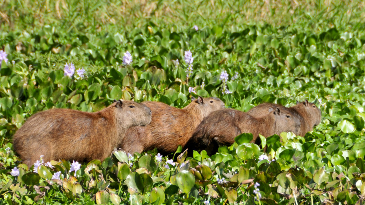 capybara in waterlillies